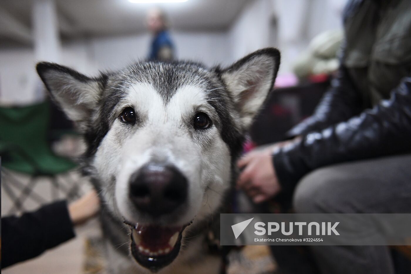 Dog show in Moscow