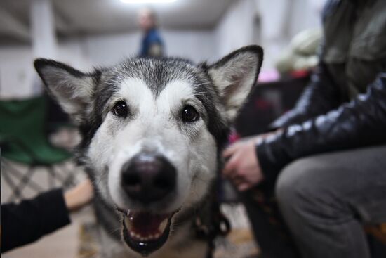 Dog show in Moscow