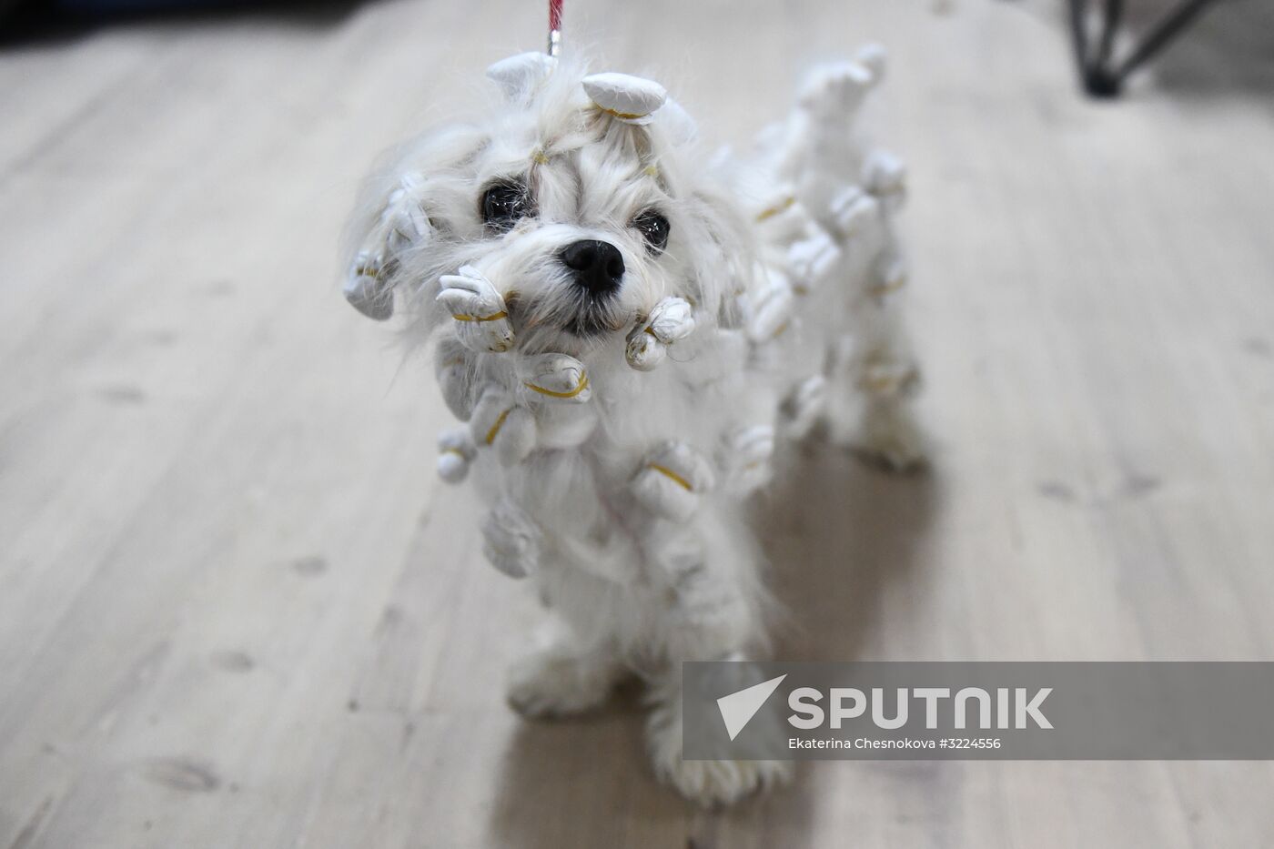 Dog show in Moscow