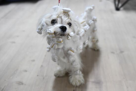 Dog show in Moscow