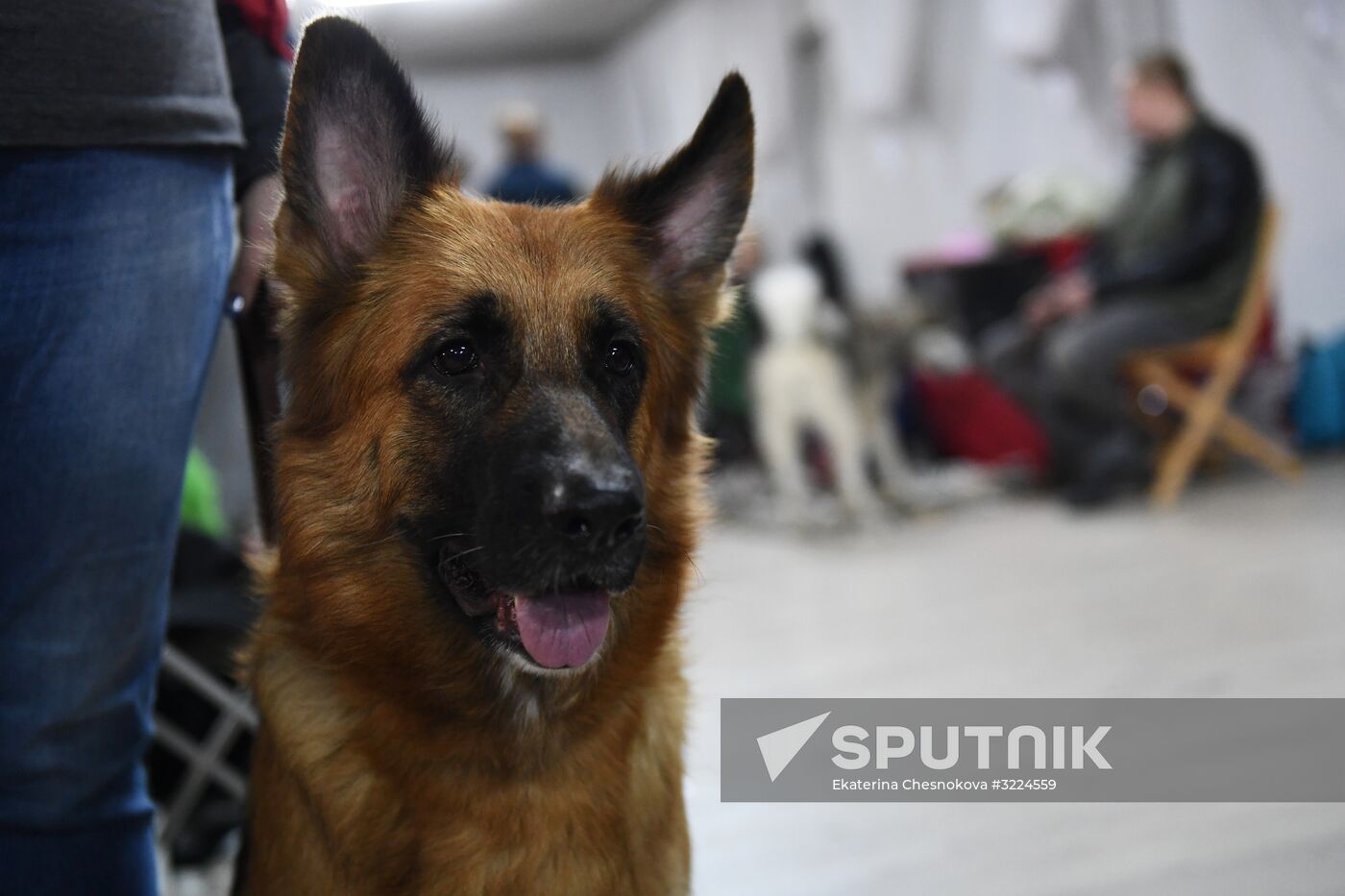 Dog show in Moscow