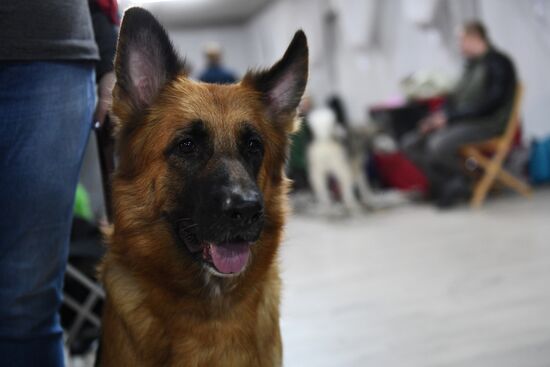 Dog show in Moscow