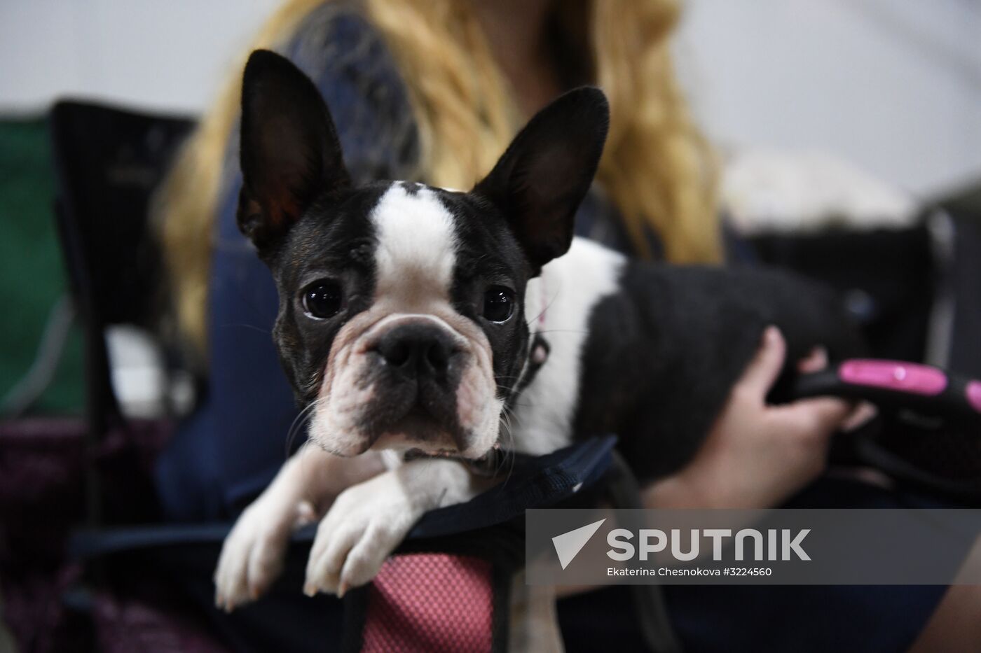 Dog show in Moscow