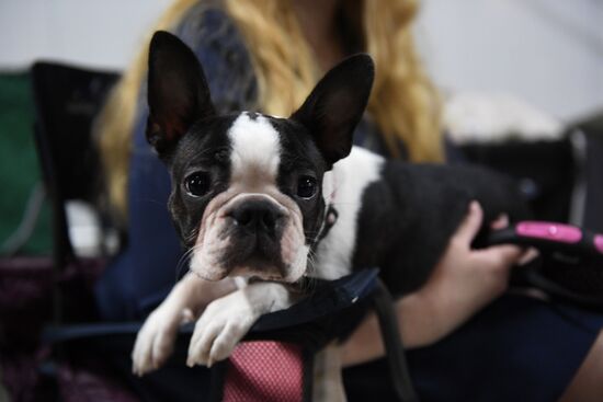 Dog show in Moscow