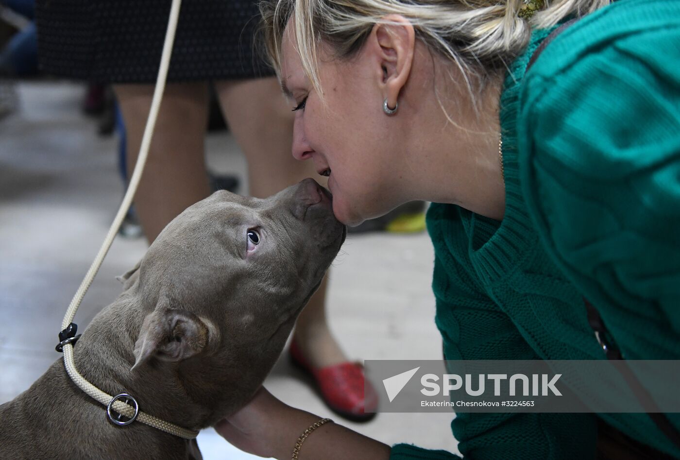 Dog show in Moscow