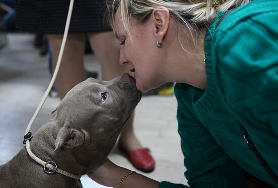 Dog show in Moscow