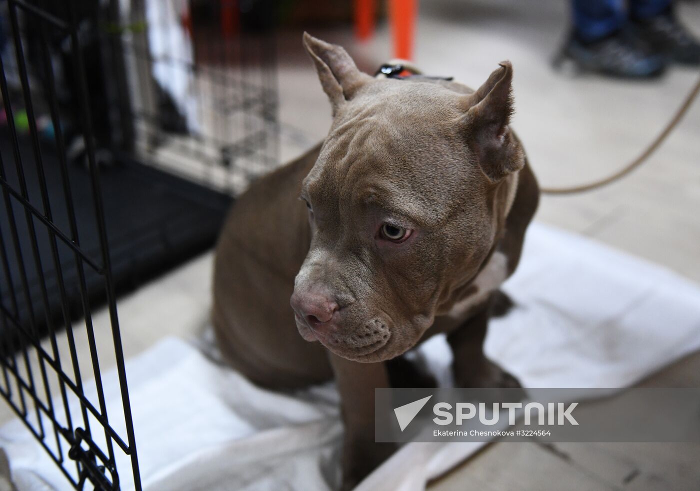 Dog show in Moscow