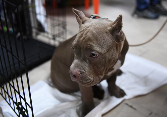 Dog show in Moscow