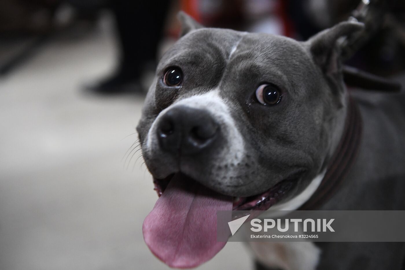 Dog show in Moscow