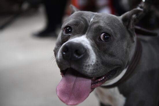Dog show in Moscow