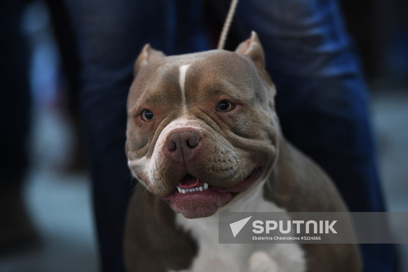 Dog show in Moscow