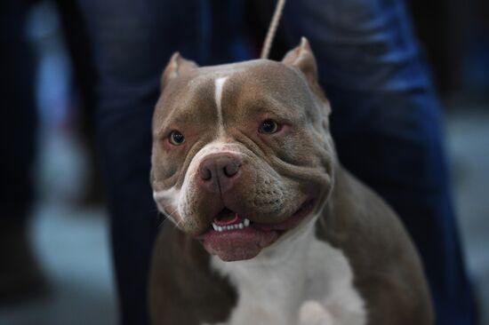 Dog show in Moscow