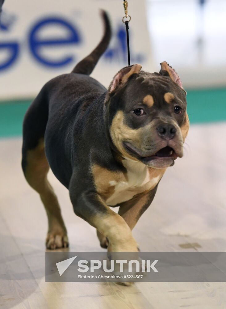 Dog show in Moscow