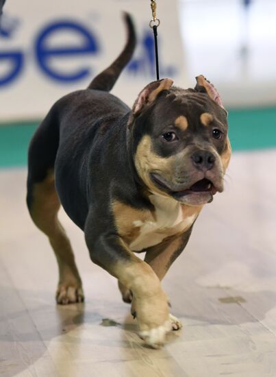 Dog show in Moscow