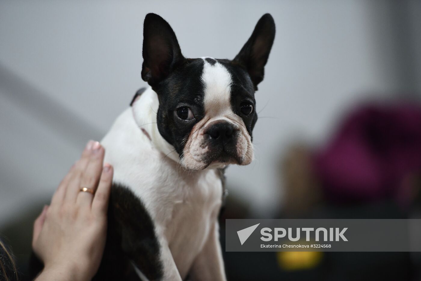 Dog show in Moscow