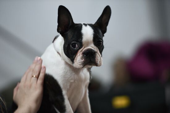 Dog show in Moscow