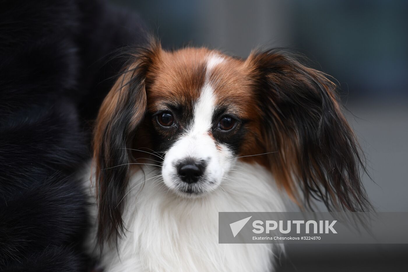 Dog show in Moscow