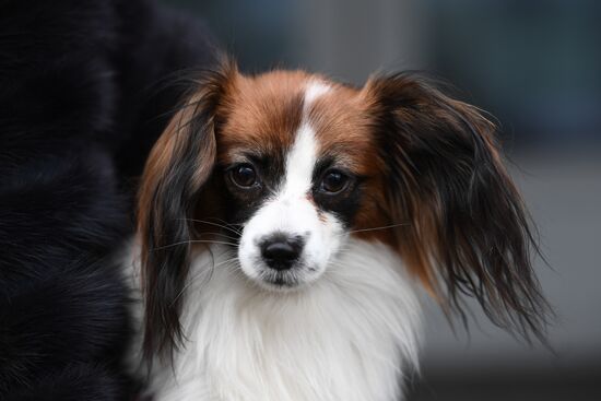 Dog show in Moscow