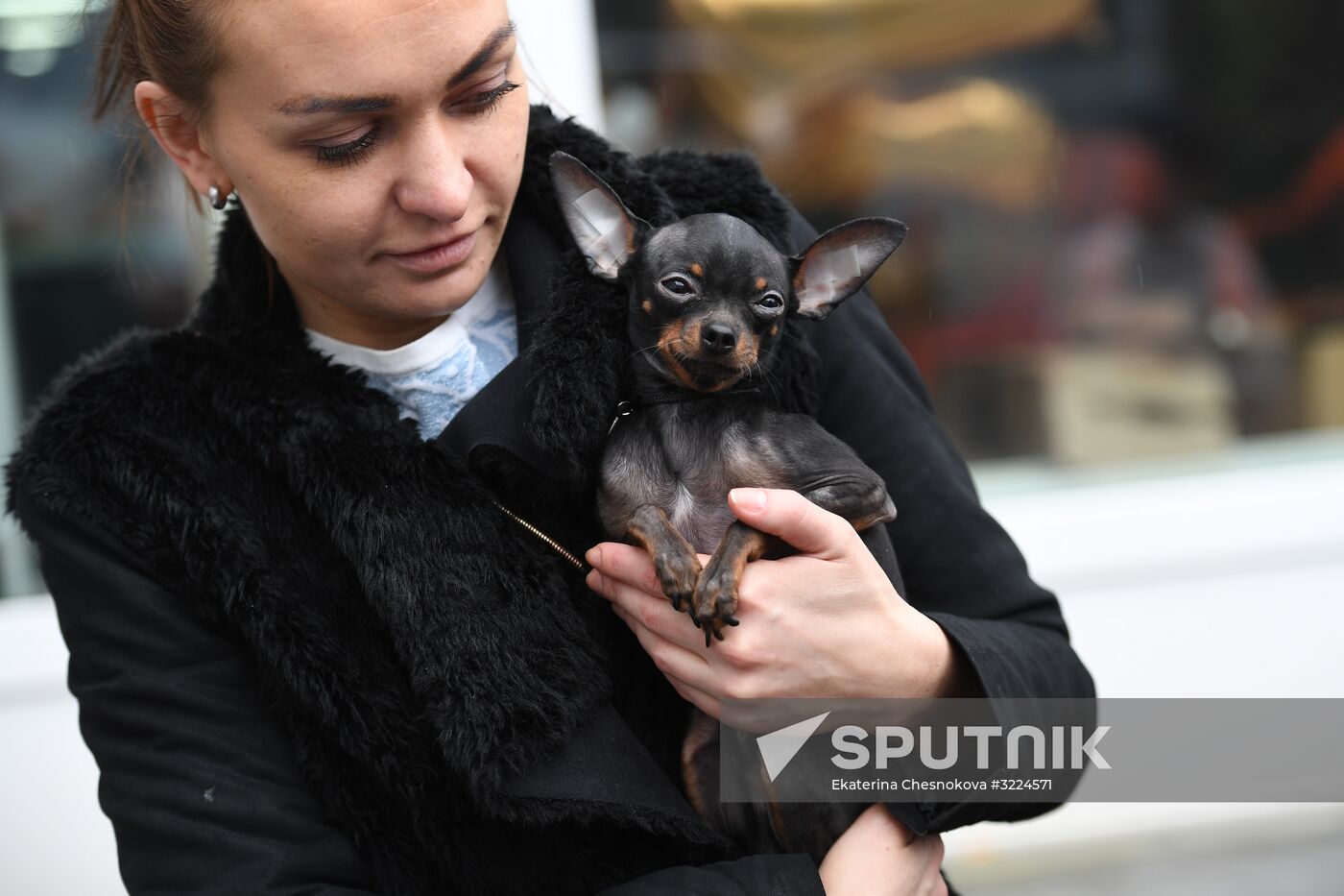 Dog show in Moscow