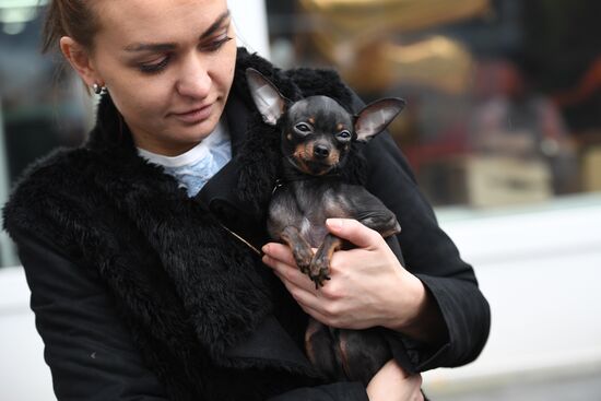 Dog show in Moscow