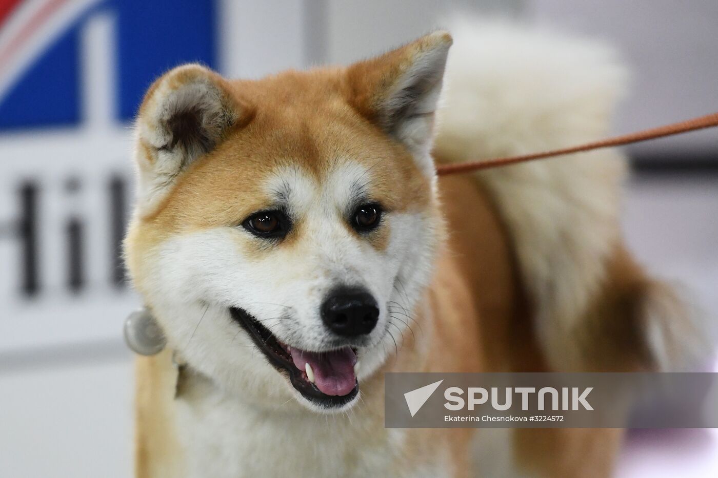 Dog show in Moscow