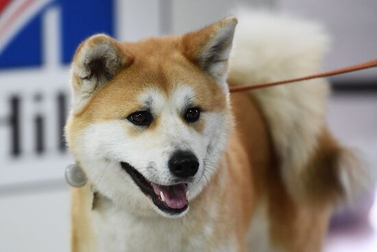 Dog show in Moscow