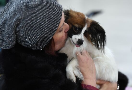 Dog show in Moscow