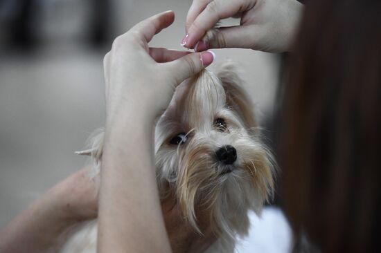 Dog show in Moscow