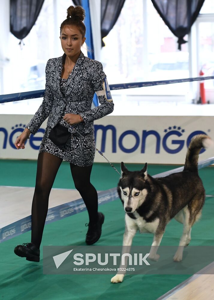 Dog show in Moscow
