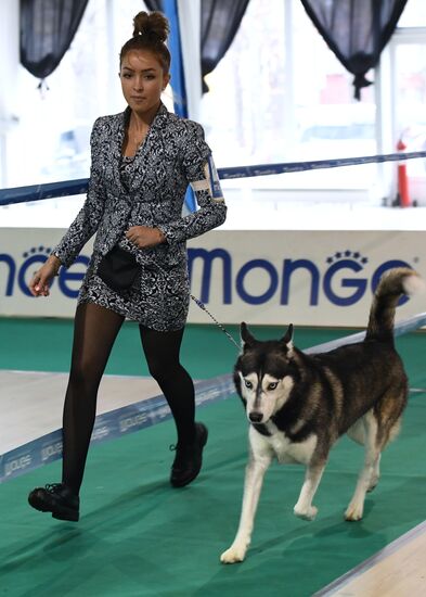 Dog show in Moscow