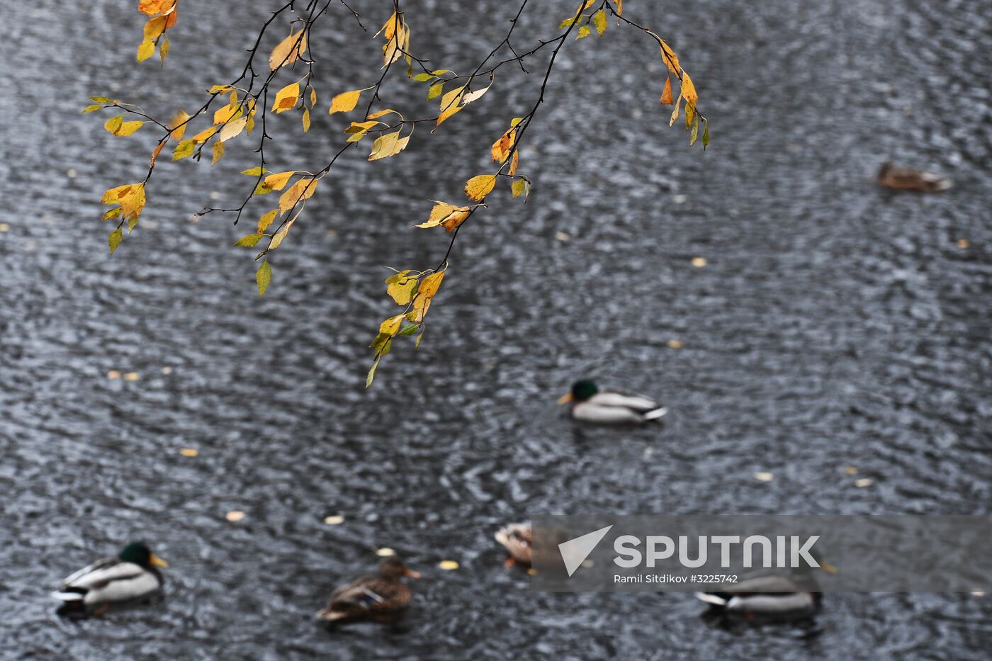 Rain in Moscow