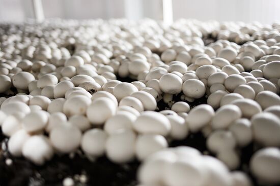 Opening of mushroom growing plant in Krasnodar Territory