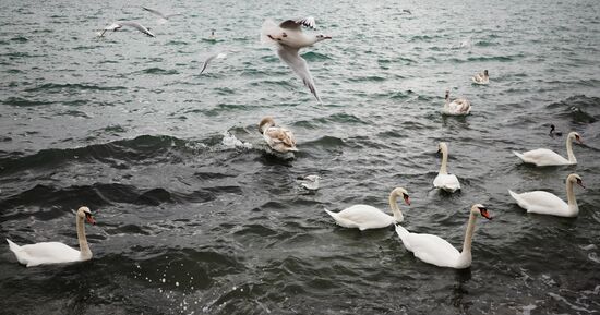 Russian regions. Crimea