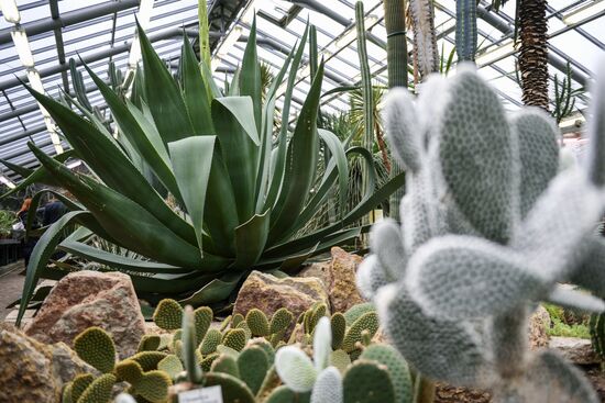 Agave bloossoms in Botanical Garden