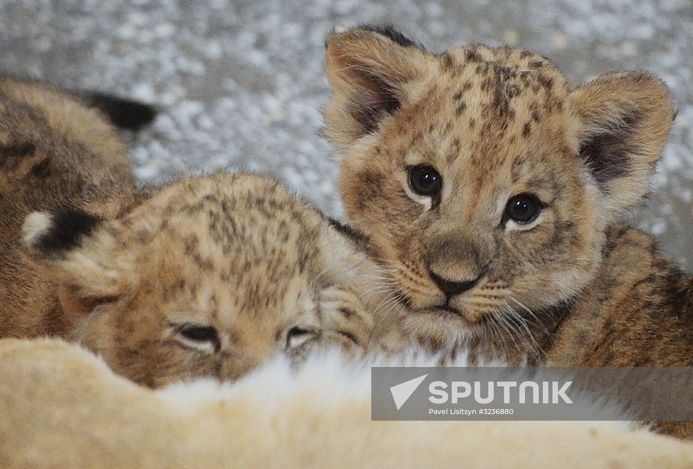 Lion cubs at Yekaterinburg Zoo