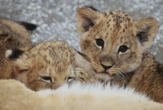 Lion cubs at Yekaterinburg Zoo