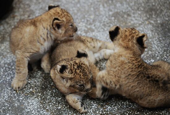 Lion cubs at Yekaterinburg Zoo