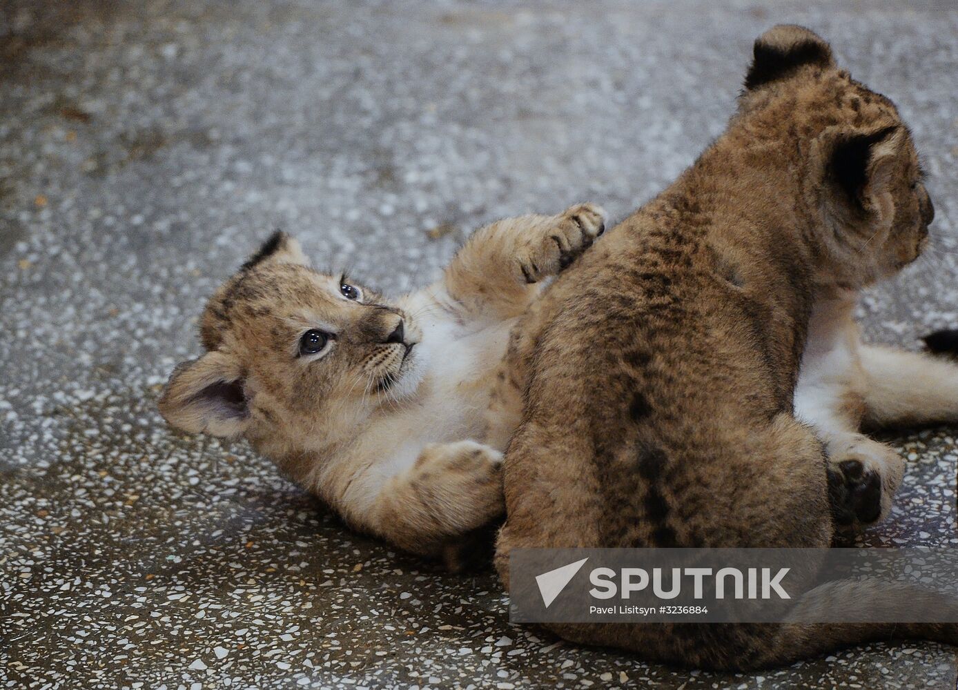 Lion cubs at Yekaterinburg Zoo