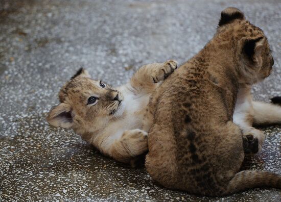 Lion cubs at Yekaterinburg Zoo