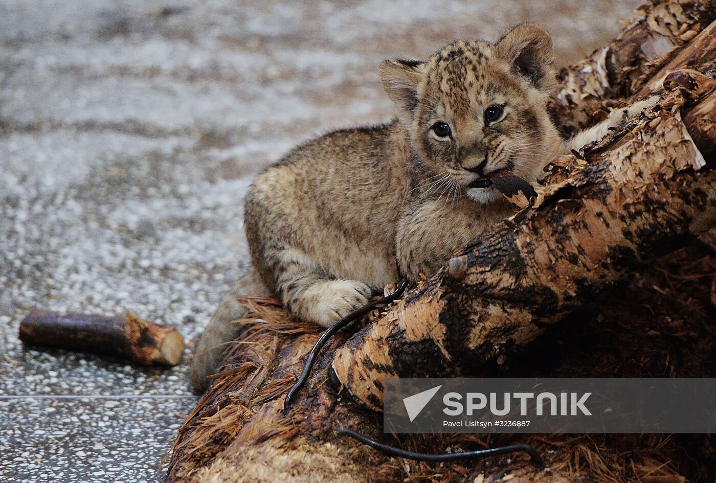 Lion cubs at Yekaterinburg Zoo