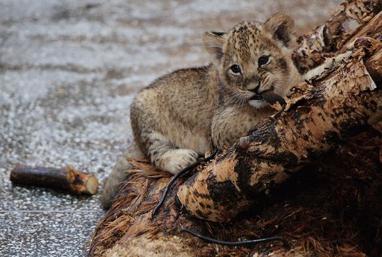 Lion cubs at Yekaterinburg Zoo
