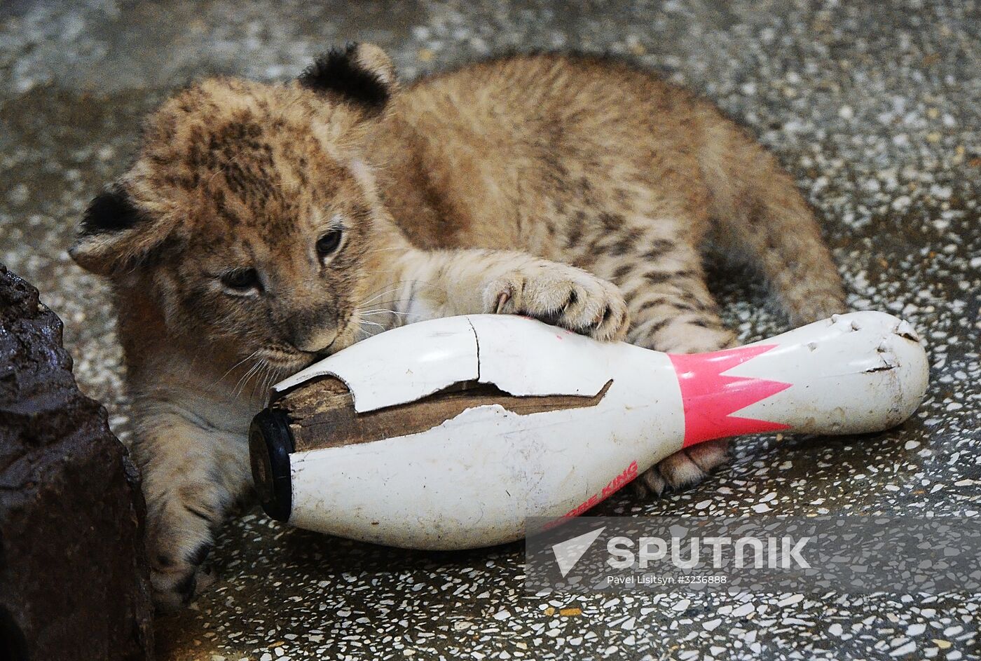 Lion cubs at Yekaterinburg Zoo