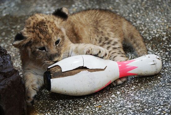 Lion cubs at Yekaterinburg Zoo