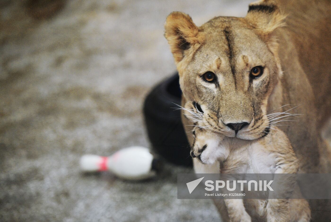 Lion cubs at Yekaterinburg Zoo