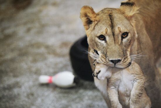 Lion cubs at Yekaterinburg Zoo