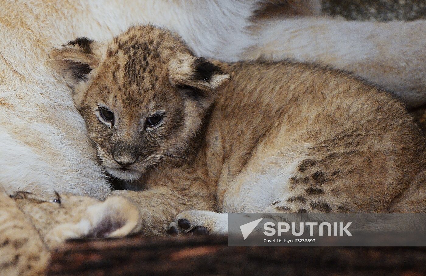 Lion cubs at Yekaterinburg Zoo