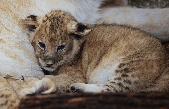 Lion cubs at Yekaterinburg Zoo