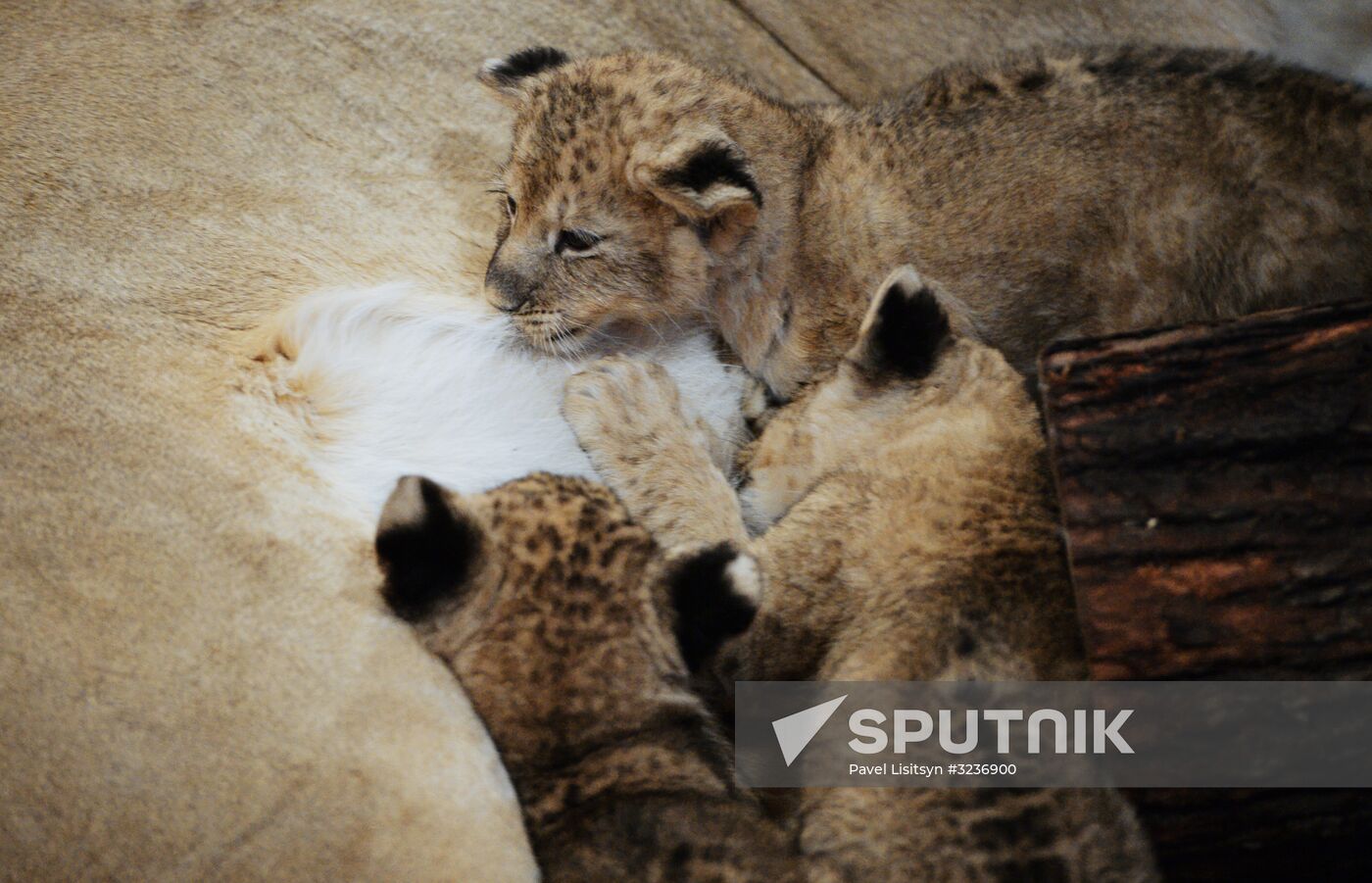 Lion cubs at Yekaterinburg Zoo