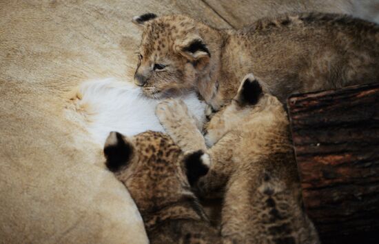 Lion cubs at Yekaterinburg Zoo