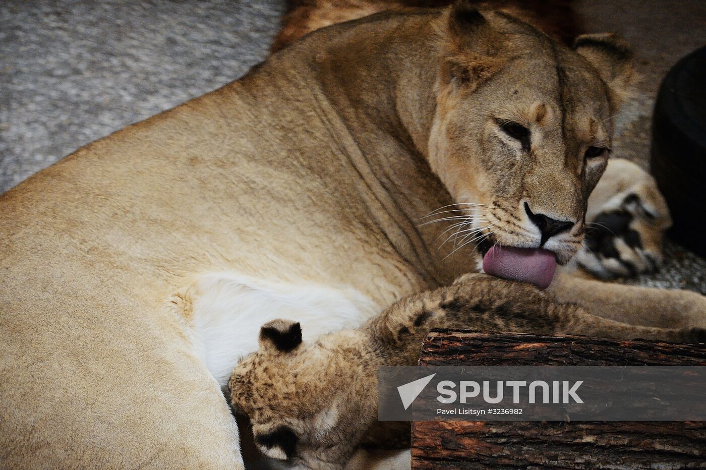 Lion cubs at Yekaterinburg Zoo